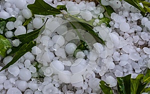 Extreme weather hailstorm with hail and leaves.  Icy hailstones.