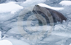 Extreme wildlife closeup of crabeater seals (Lobodon carcinophaga) in water