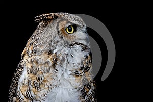 Portrait of a Great Horned Owl from the profile on the black backround. Bubo virginianus