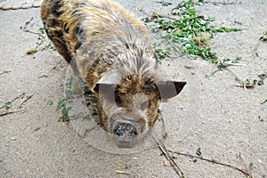 Extremely bristly fat Asian ornamental pig . Angry looking brown pig with knuckle nose . Hairy brown checked large piggy swine .