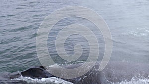 Extremely close encounter with humpback whales at Monterey Bay, USA