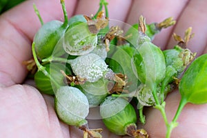 Extremely close up photo of Little young unripe gooseberry berries damaged by Powdery mildew fungi.