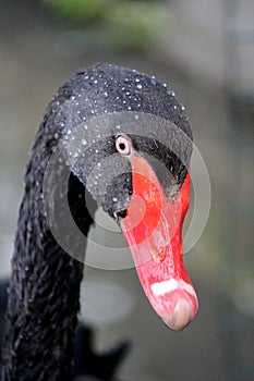 Black swan lose up photo