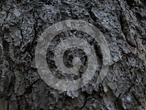 Close-up on Bark Texture in Early Evening