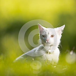 Extremely cute white kitten on a lovely meadow