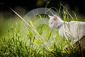 Extremely cute white kitten on a lovely meadow