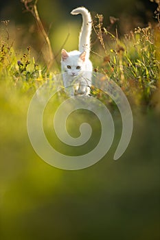 Extremely cute white kitten on a lovely meadow