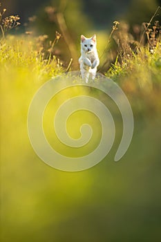 Extremely cute white kitten on a lovely meadow