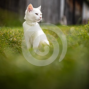 Extremely cute white kitten on a lovely meadow
