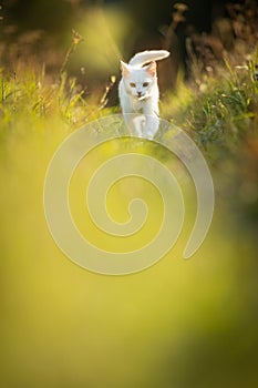 Extremely cute white kitten on a lovely meadow