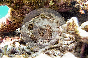 Extremely dangerous scorpionfish Scorpaenidae resting under a coral ledge