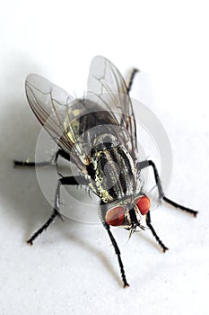 Extremely Detailed Closeup of a Housefly