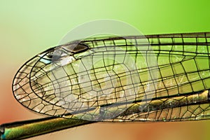 Extremely detailed high magnification of dragonfly wings