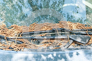 Extremely dirty car parked under the tree covered with dust and dry leaves