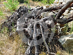 Extremely gnarled roots, dry shrubs and sandstones. Root king Root network extremely rooted. root system in the heath