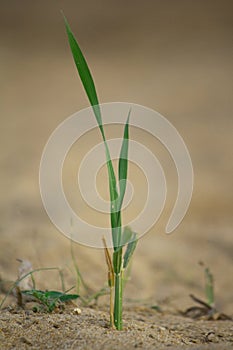 Extremely green is a rice paddy.