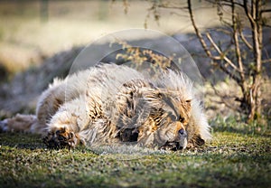 Extremely hairy blond dog closeup