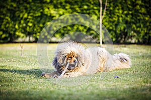 Extremely hairy blond dog on grass