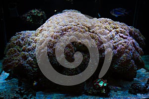 Extremely Large Walling Hammer Coral Euphyllia Ancora