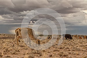 An extremely lean cow grazing in the Namibia desert.