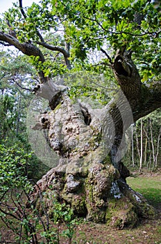 Extremely old oak tree