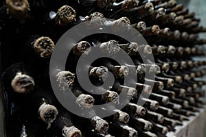 Extremely old wine bottles in the process of aging