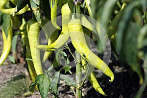 Extremely pointed sweet pepper on a vegetable shaft