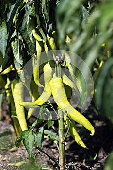 Extremely pointed sweet pepper on a vegetable shaft