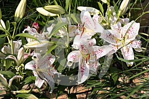 A bunch of Oriental Lily Muscadet