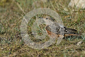 An extremely rare juvenile Rock Thrush Monticola saxatilis hunting for food in the grass in Wales, UK.