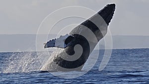 Extremely rare shot of a full Humpback Whale breach.