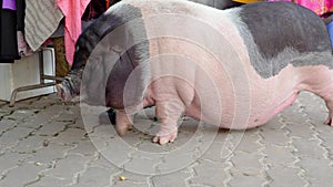 Extremely record huge fat pig walks with difficulty in the village yard