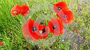 Extremely red Pierrot poppies . Photographed from a bird\'s eye view . Lots of flowers next to each other . Top view . photo