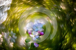 extremely Swirly Bokeh of apple tree