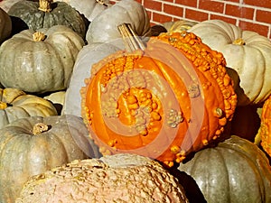 Extremely warty orange pumpkin on pile with pale Cinderella pumpkins against brick wall