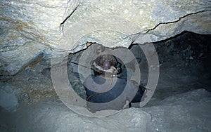 An extremly  dangerous and hard job : a  miner in the mine of Potosi, Bolivia