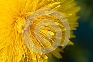 extremly macro shot of yellow flower- dandelion