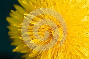 extremly macro shot of yellow flower- dandelion