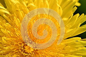 extremly macro shot of yellow flower- dandelion. sunny