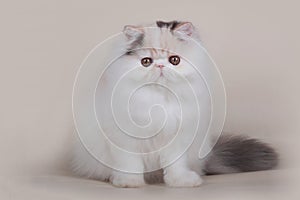 Extrimal persian kitten