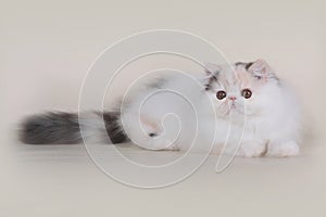 Extrimal persian kitten