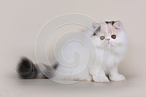 Extrimal persian kitten