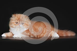 Extrimal persian kitten