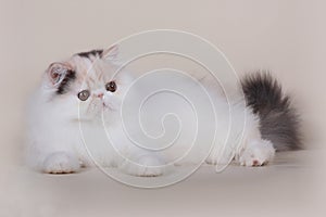 Extrimal persian kitten