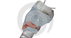 The extrinsic muscles act to move the larynx superiorly and inferiorly