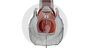 The extrinsic muscles act to move the larynx superiorly and inferiorly