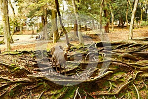 An extroversive deer in Nara