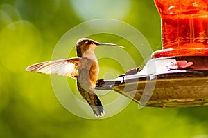 Extruding tongue of female hummingbird ready to drink.