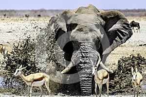 exuberance of a Bull elephant photo