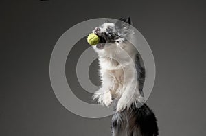 An exuberant Border Collie catches a tennis ball mid-air, grey background photo